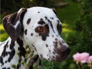 Shirin in unserem Garten