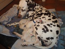 Shirin und ihre Welpen