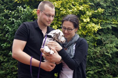 Bella Macchiata vom Roten Herzfleck schläft