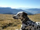 Shirin auf der Plose, Südtirol, 2450 m hoch