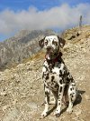 Shirin auf dem Peitlerkofel, Südtirol, 2800 m hoch