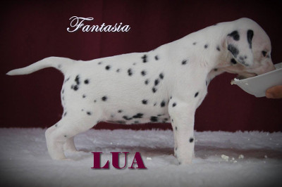Fantasia vom Roten Herzfleck (LUA)