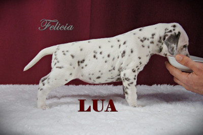 Felicia vom Roten Herzfleck (LUA)