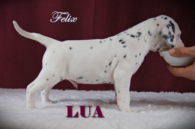 Felix vom Roten Herzfleck (LUA)