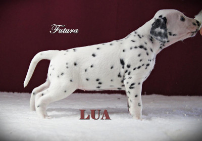 Futura vom Roten Herzfleck (LUA)